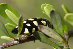 Astraeus crassus