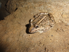 Leptodactylus