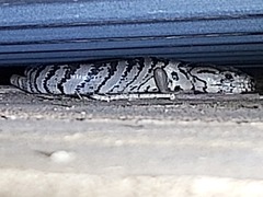 Cyclodomorphus gerrardii