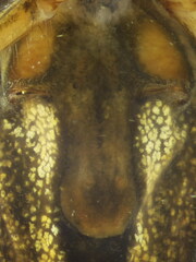 Tetragnatha bogotensis