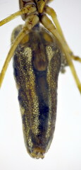 Tetragnatha bogotensis