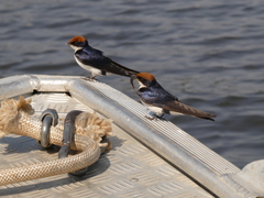 Hirundo smithii