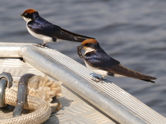 Hirundo smithii