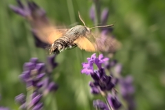 Macroglossum stellatarum