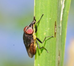 Stomorhina xanthogaster