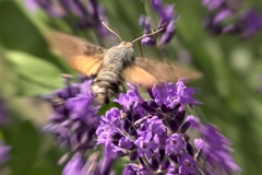 Macroglossum stellatarum