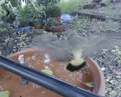 Acanthiza reguloides