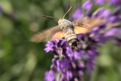 Macroglossum stellatarum