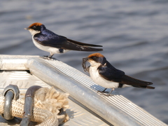 Hirundo smithii