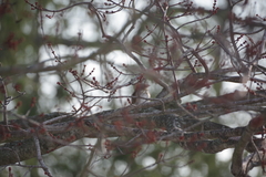 Passerella iliaca