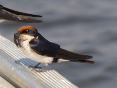 Hirundo smithii