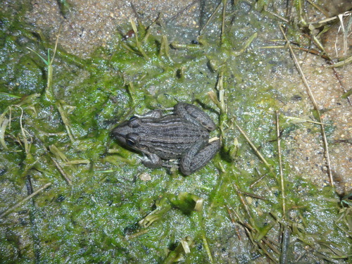 Chapada Diamantina White-lipped Frog