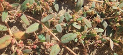 Euphorbia abramsiana