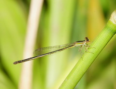 Agriocnemis argentea