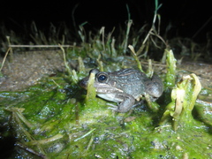 Leptodactylus