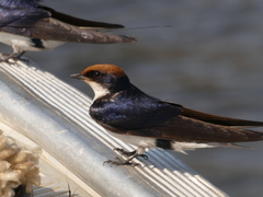 Hirundo smithii