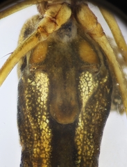 Tetragnatha bogotensis