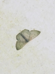 Orothalassodes curiosa