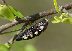Astraeus crassus