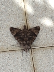 Acosmeryx pseudonaga