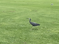 Egretta novaehollandiae novaehollandiae