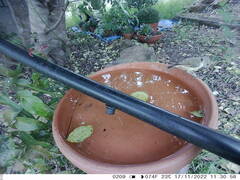 Acanthiza reguloides