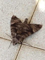 Acosmeryx pseudonaga