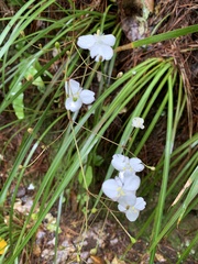 Libertia