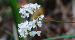 Libertia tricocca