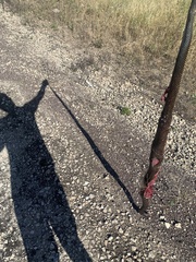 Pseudechis australis