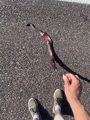 Pseudechis australis