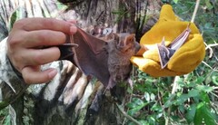 Artibeus jamaicensis