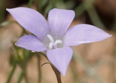 Wahlenbergia capillaris
