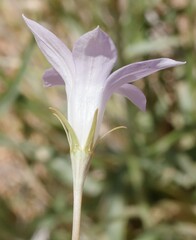 Wahlenbergia capillaris