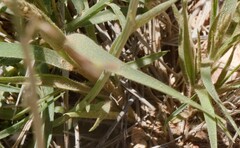 Wahlenbergia capillaris
