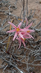 Zephyranthes advena