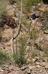 Wahlenbergia capillaris