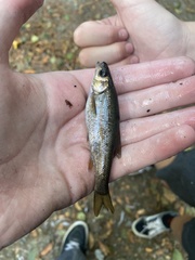 Hesperoleucus symmetricus