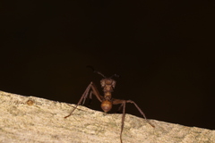 Acromyrmex