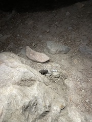 Cyphoderris monstrosa