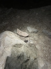 Cyphoderris monstrosa