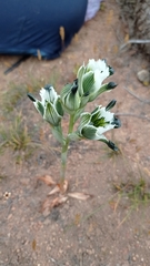 Chloraea bletioides