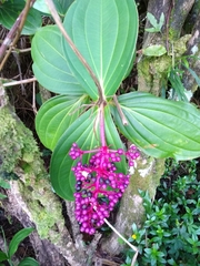 Medinilla cummingii