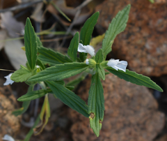 Leucas lavandulifolia