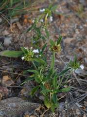 Leucas lavandulifolia