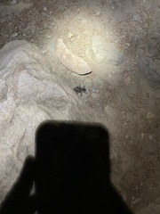 Cyphoderris monstrosa