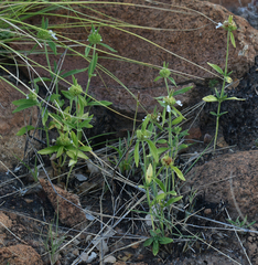 Leucas lavandulifolia