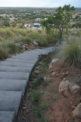 Leucas lavandulifolia