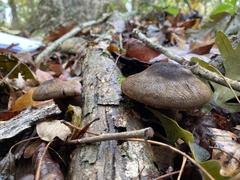 Cortinarius violaceus