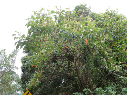 Croton gossypiifolius, photograph 1